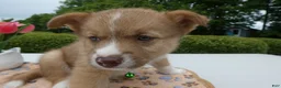 Welsh Corgi Pembroke dogs for sale: Puppy 7 Pal - Ad 3