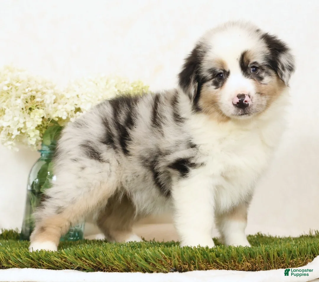 Miniature Australian Shepherd dogs for sale: Laine - Ad 1
