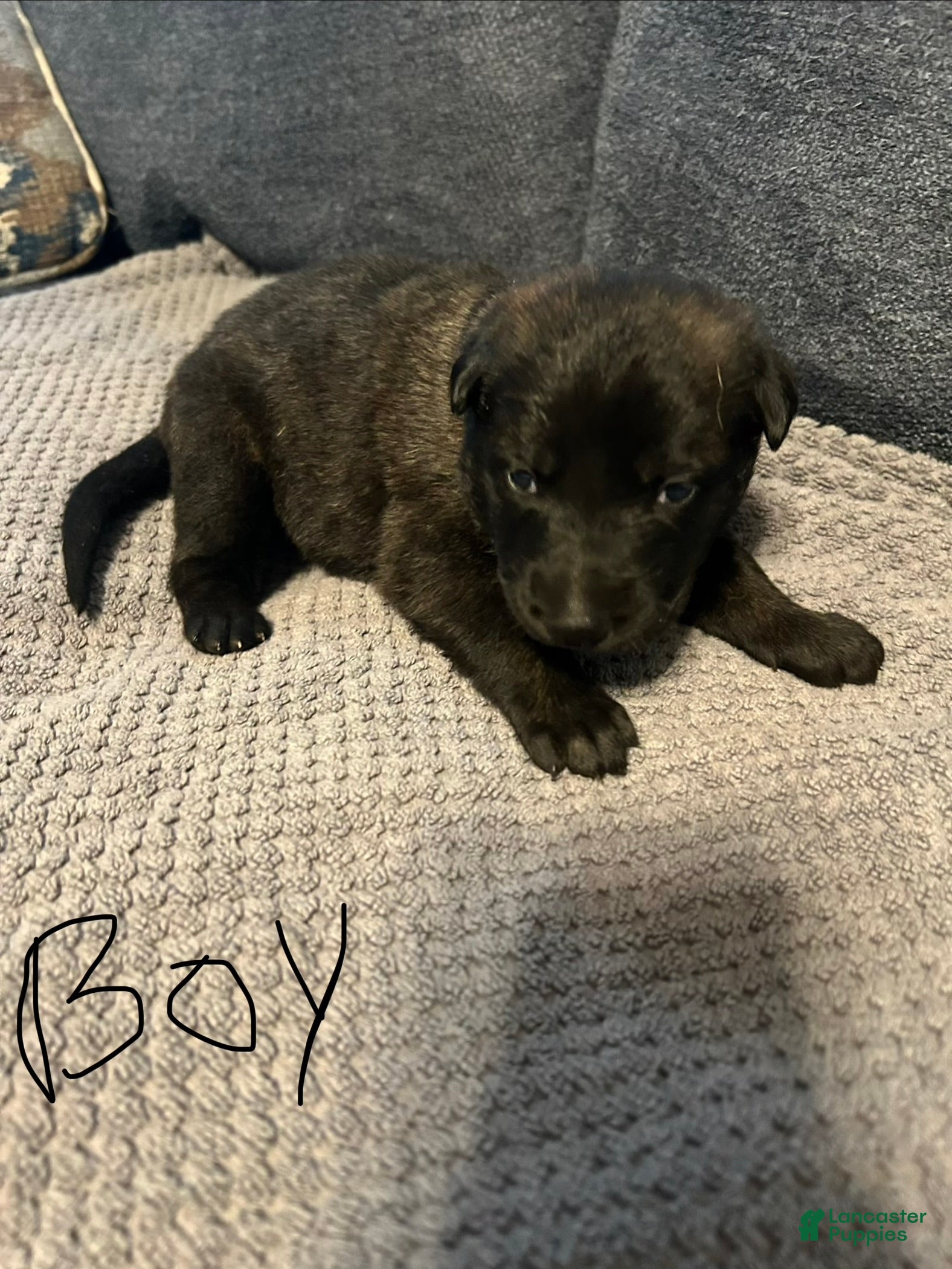 Mixed Breed dogs Bear - Ad 1