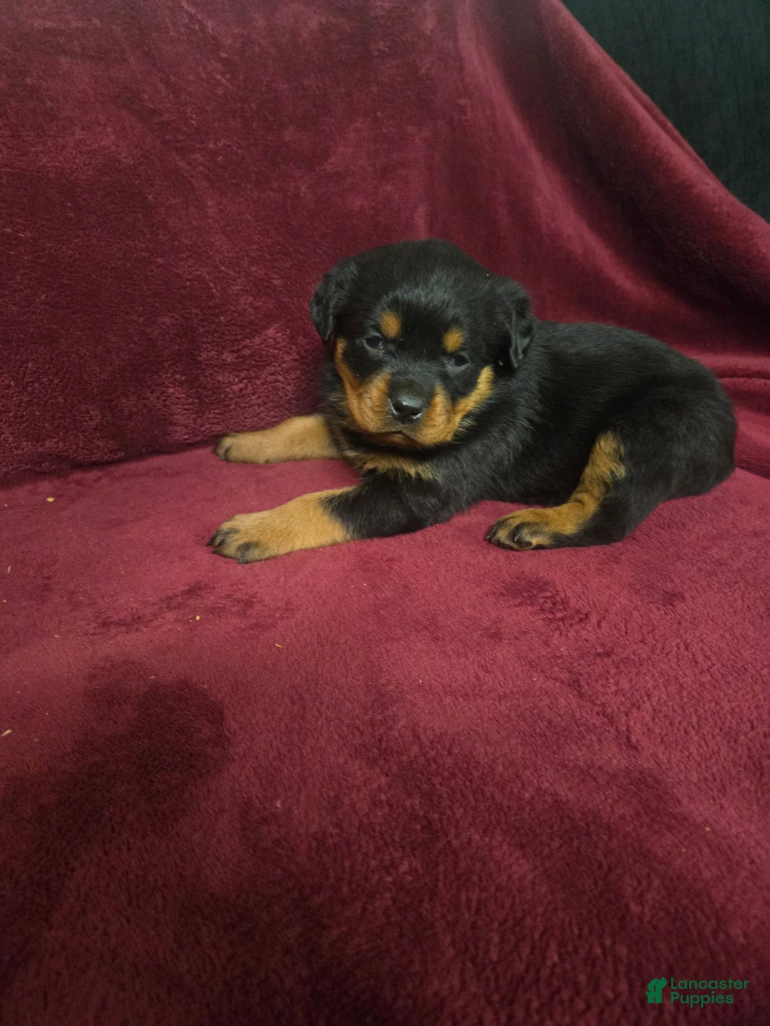 Rottweiler dogs for sale: Poppy **Claimed** - Ad 4