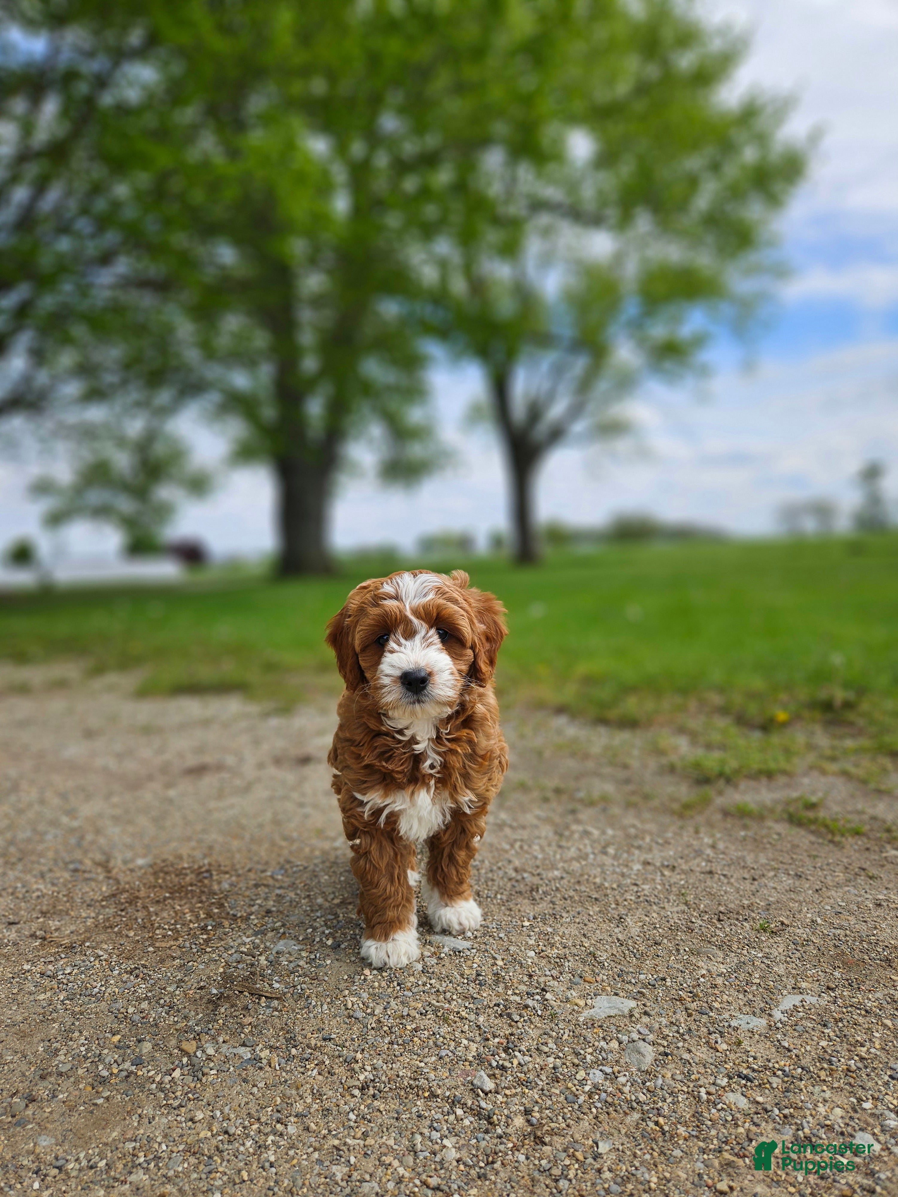 Mini Goldendoodle dogs for sale: Emma - Ad 3