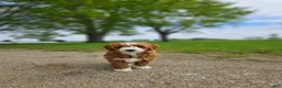 Mini Goldendoodle dogs for sale: Emma - Ad 1