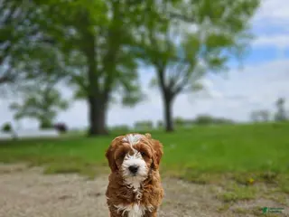 Mini Goldendoodle dogs for sale: Emma - Ad 3