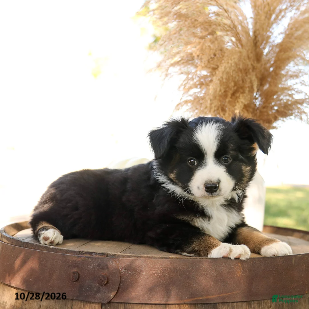 Miniature Australian Shepherd dogs for sale: Chase - Ad 1