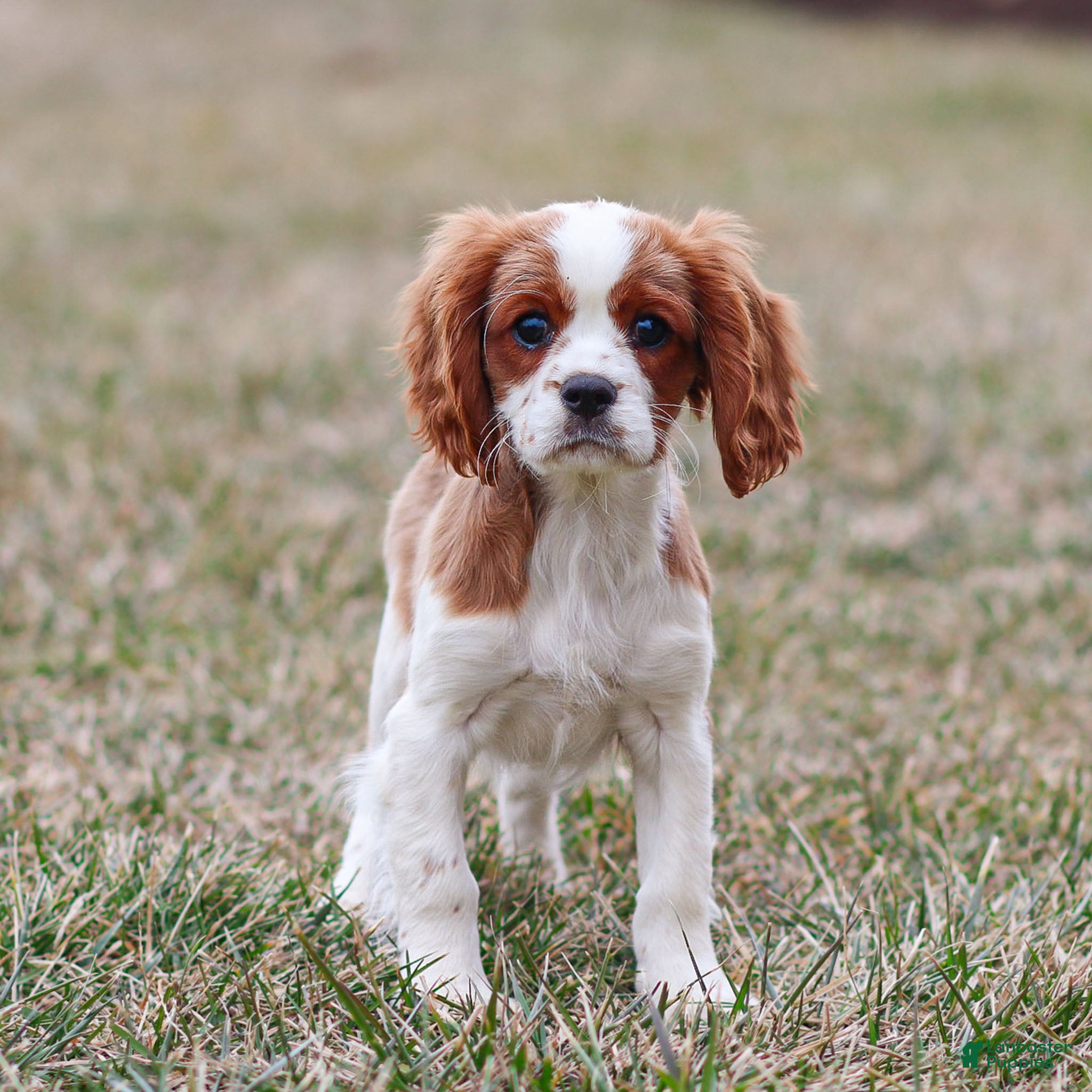 Cavalier King Charles Spaniel dogs Liam - Ad 1