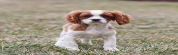 Cavalier King Charles Spaniel dogs for sale: Liam - Ad 1