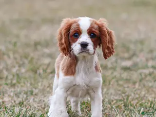 Cavalier King Charles Spaniel dogs for sale: Liam - Ad 2