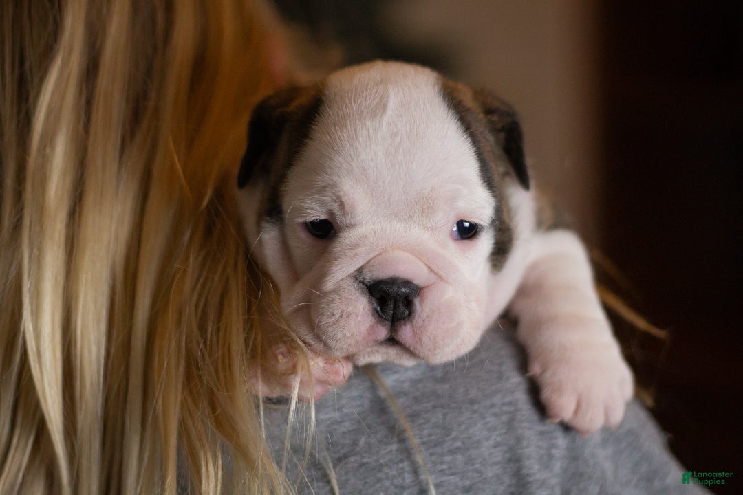 English Bulldog dogs for sale: Lucy - Ad 10