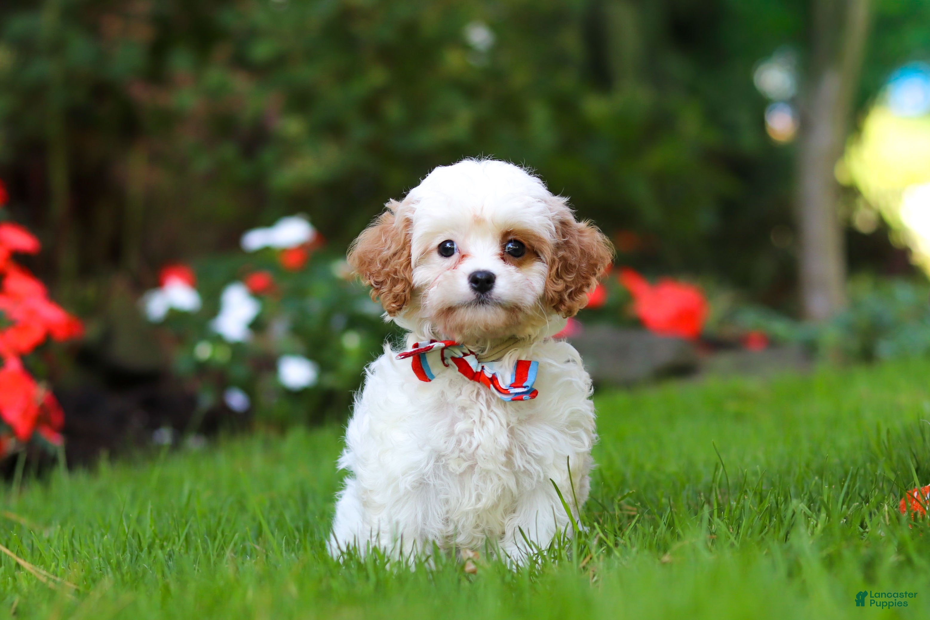 Cavapoo dogs Hudson - Ad 2
