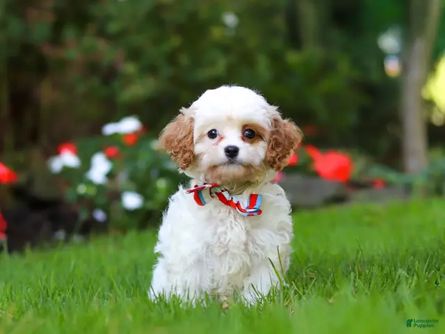 Cavapoo dogs for sale: Hudson - Ad 2