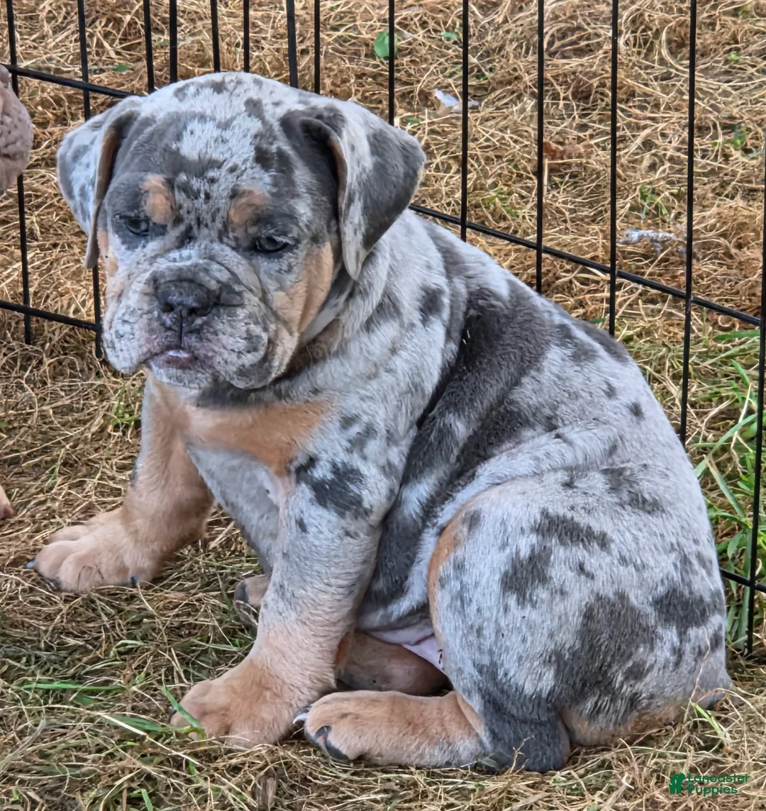 English Bulldog dogs for sale: Sparkle lilac and tan merle  - Ad 1