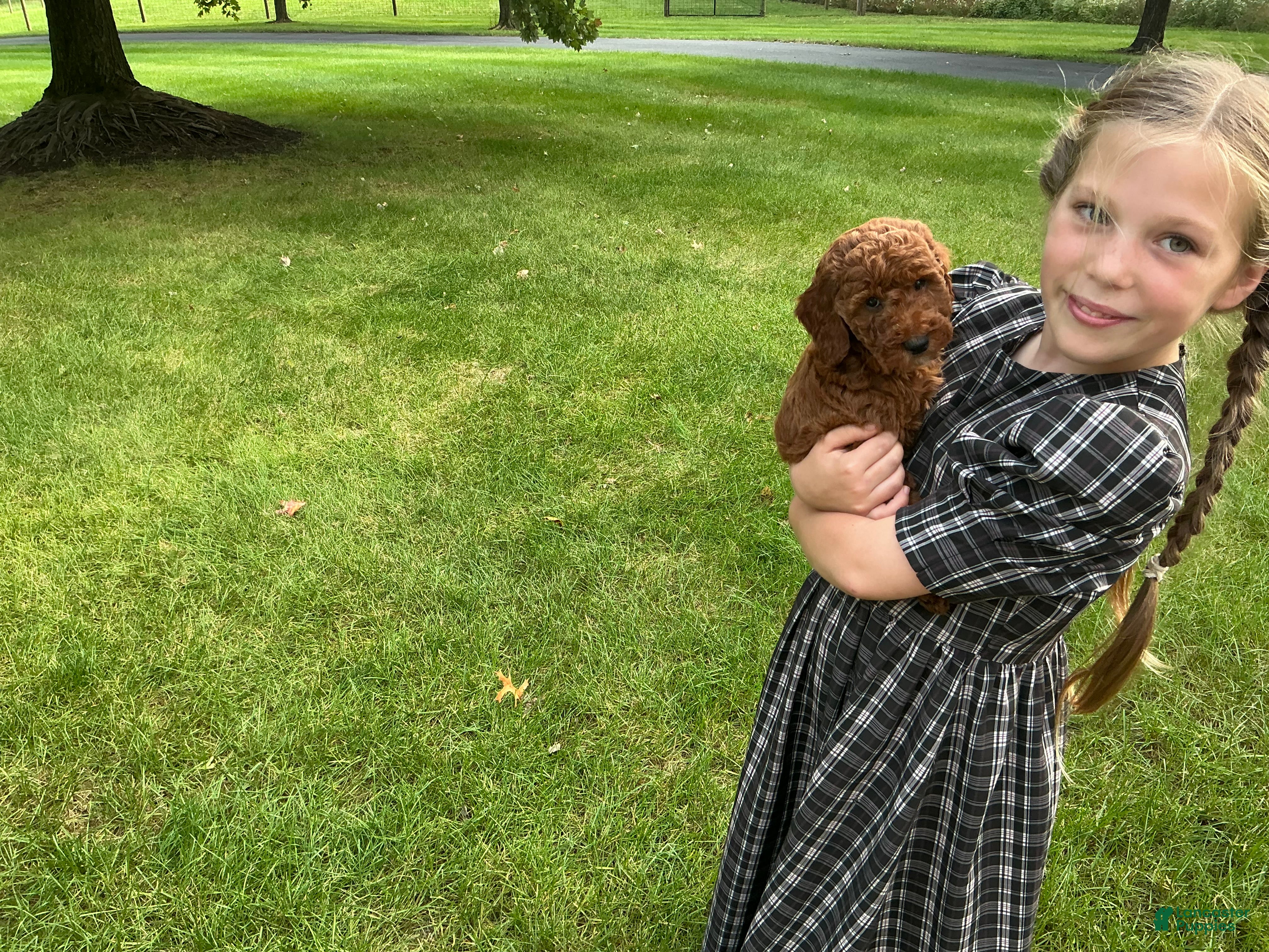Irish Doodle dogs Alex - Ad 2