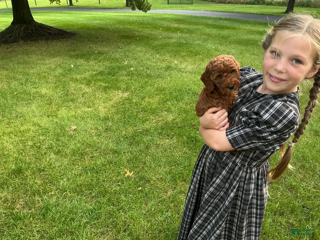 Irish Doodle dogs for sale: Alex - Ad 2