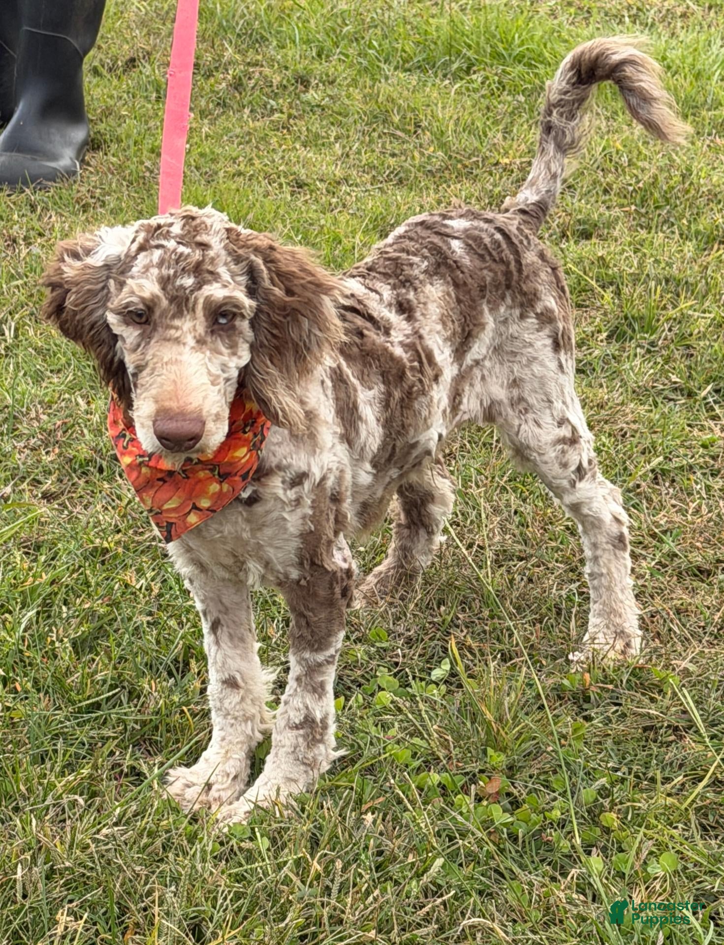 Miniature Labradoodle dogs for sale: Speck - Ad 38