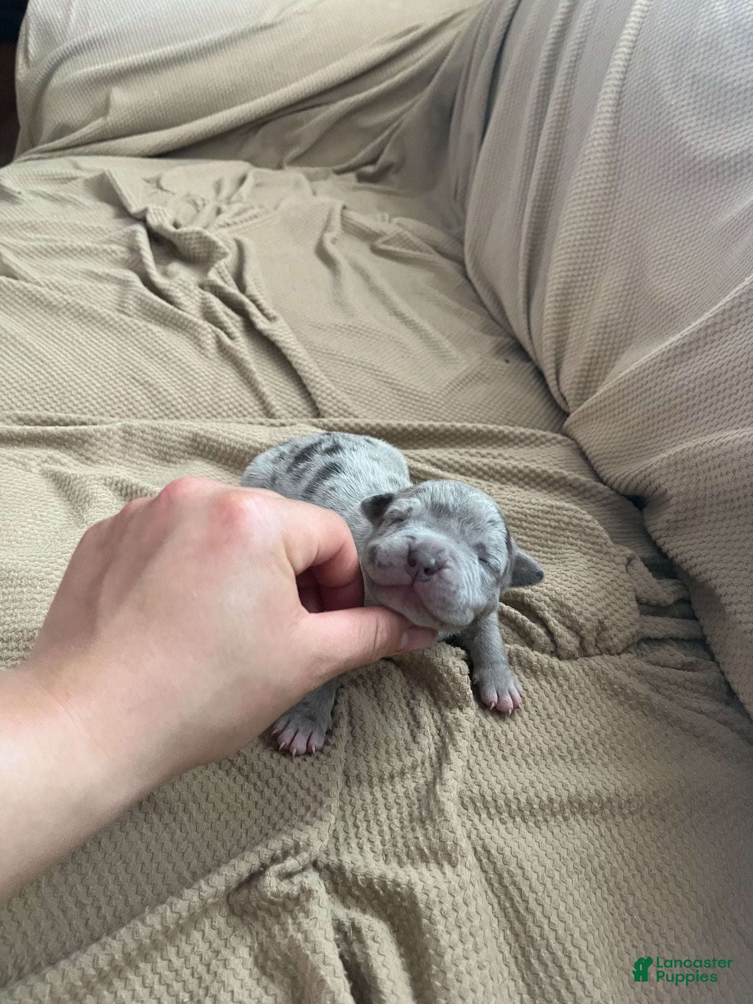 American Bully dogs American Bully 7 - Ad 26