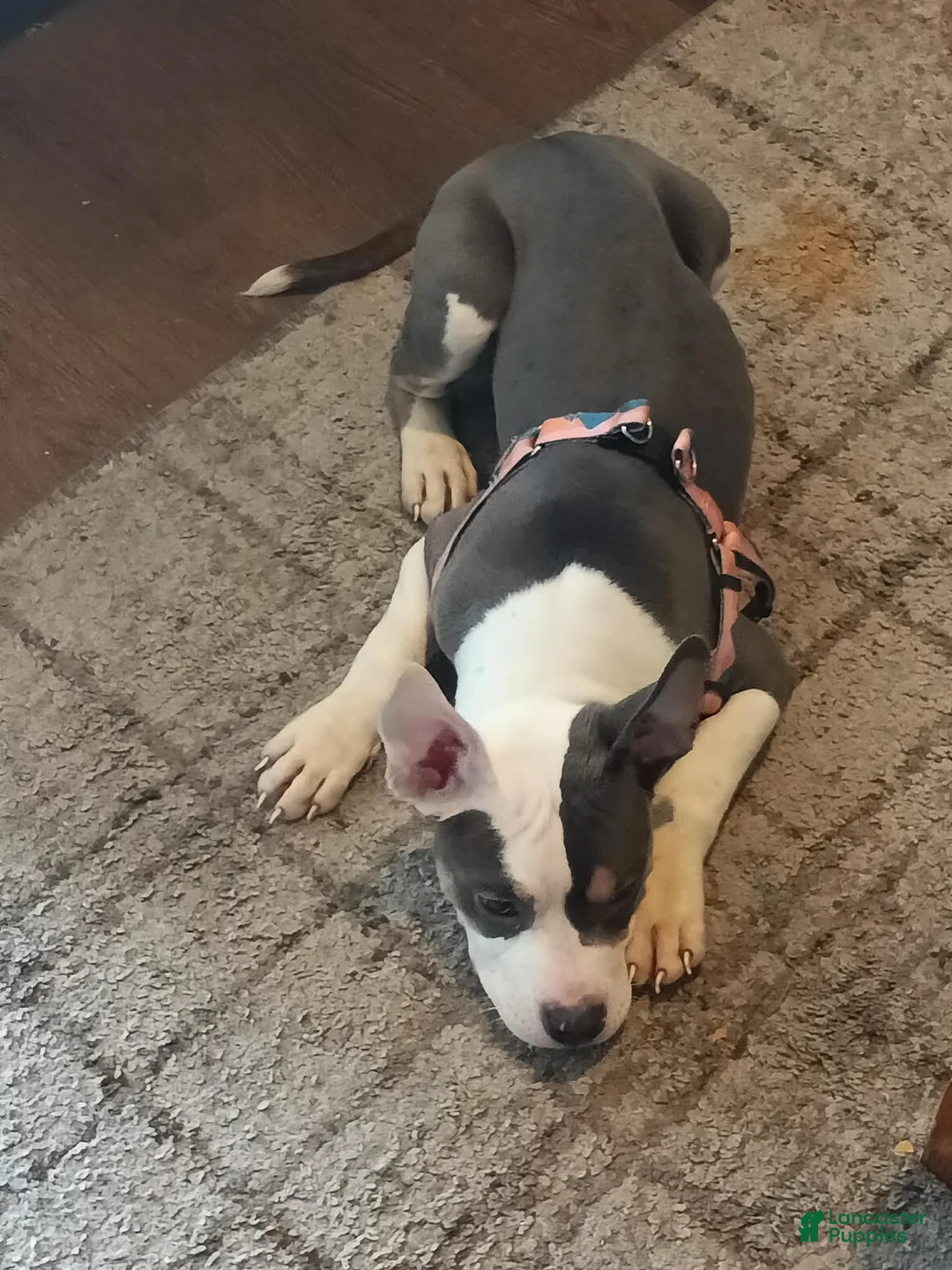 American Bully dogs for sale: American Bully Puppy 1 - Ad 3