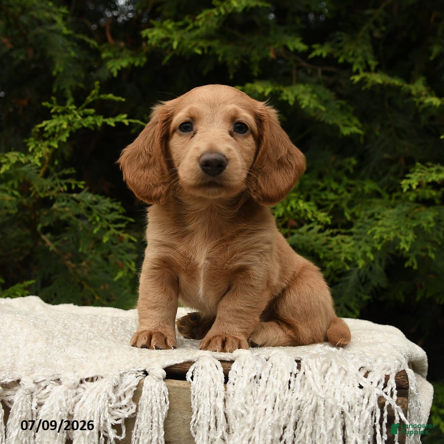 Miniature Dachshund dogs Hazel - Ad 1
