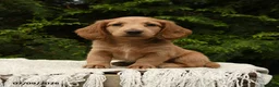 Miniature Dachshund dogs for sale: Hazel - Ad 1