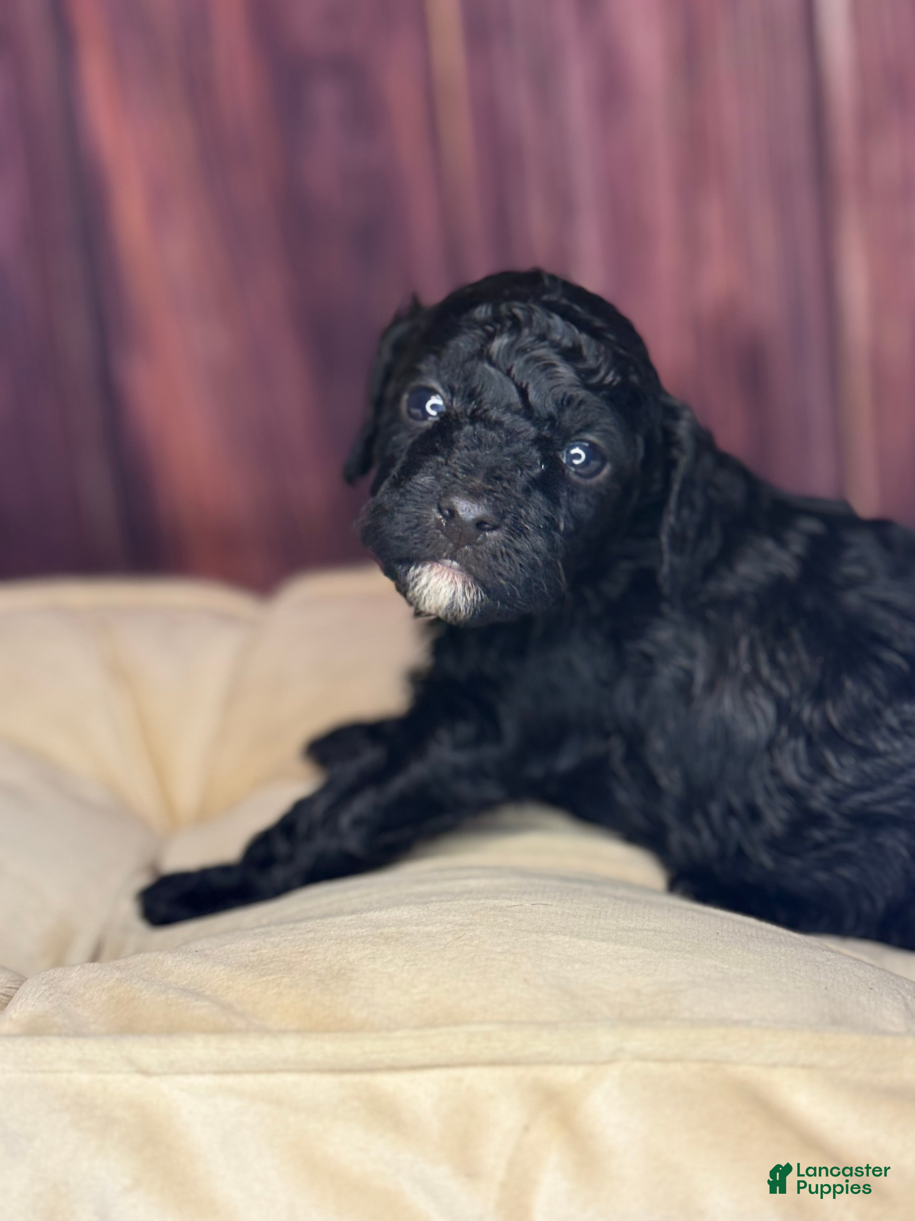 Miniature Poodle dogs Kane - Ad 22