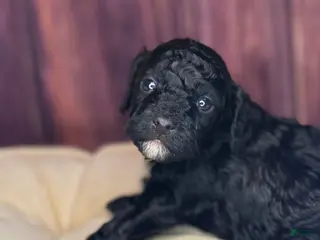 Miniature Poodle dogs Kane - Ad 22