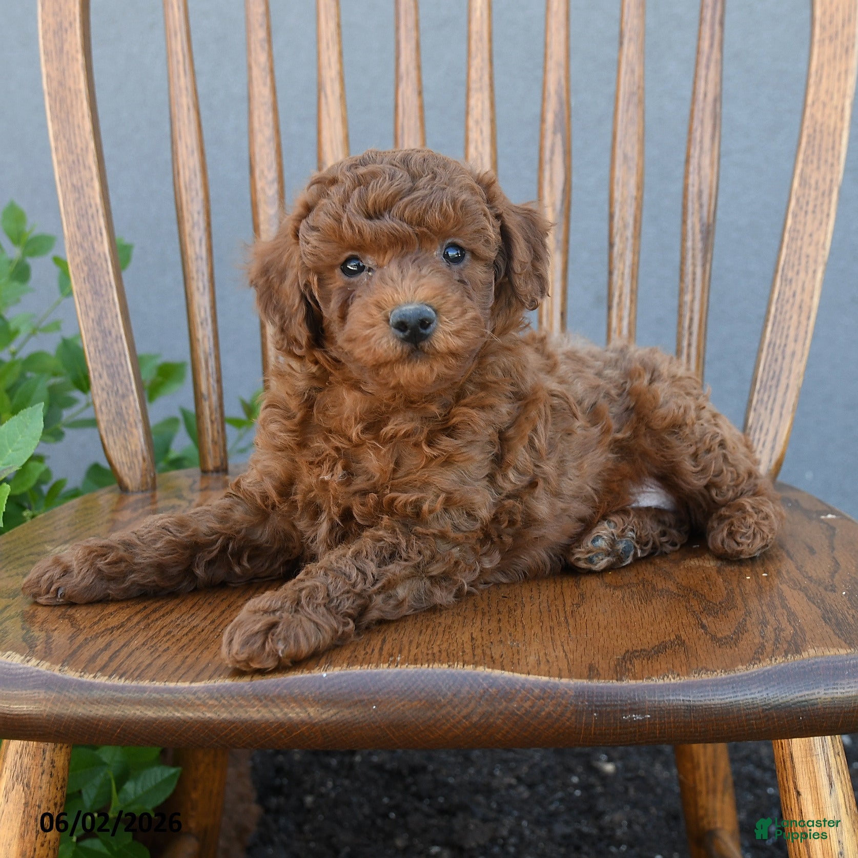 Miniature Poodle dogs for sale: Titus - Ad 3