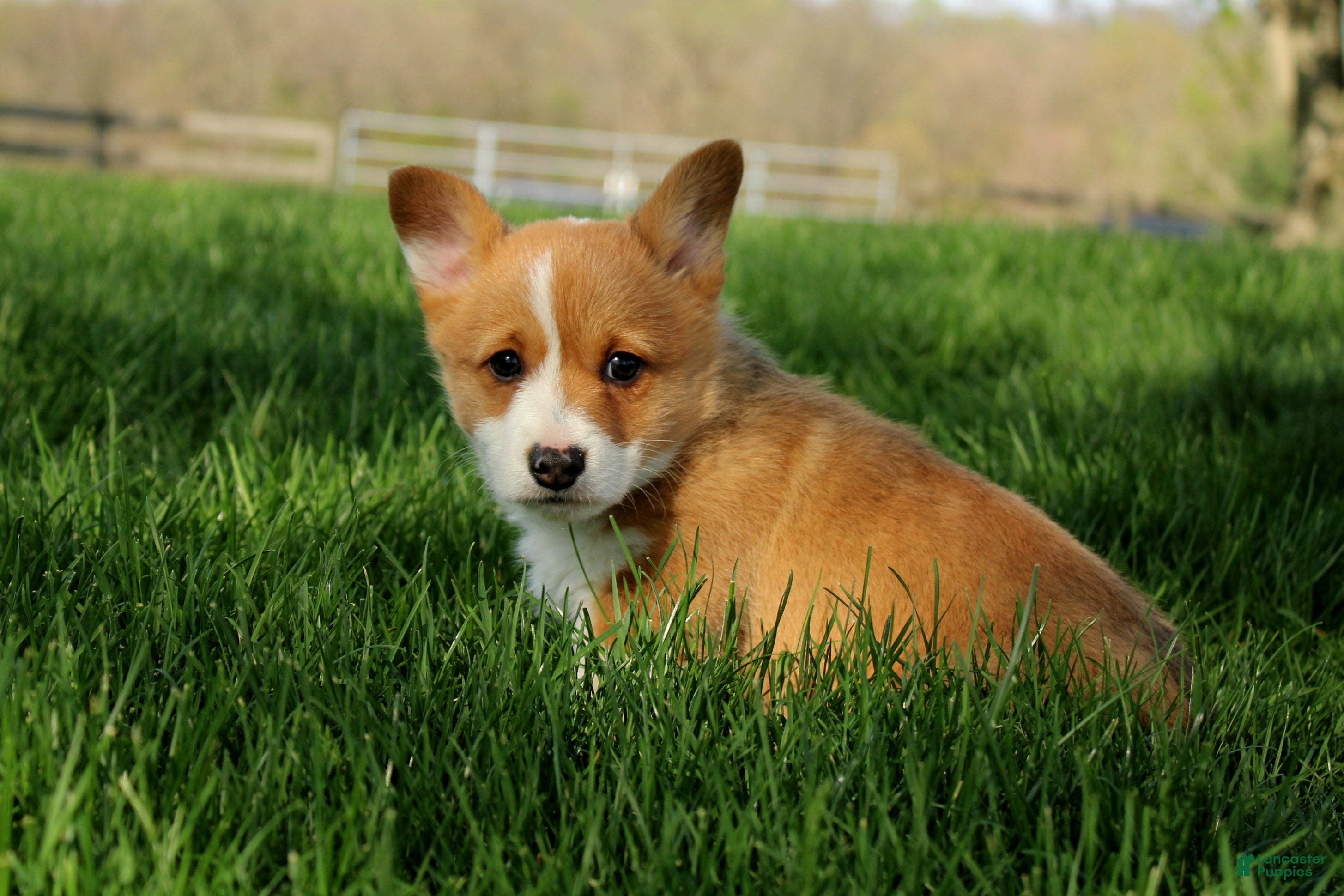 Welsh Corgi Pembroke dogs  June (triple clear) - Ad 1