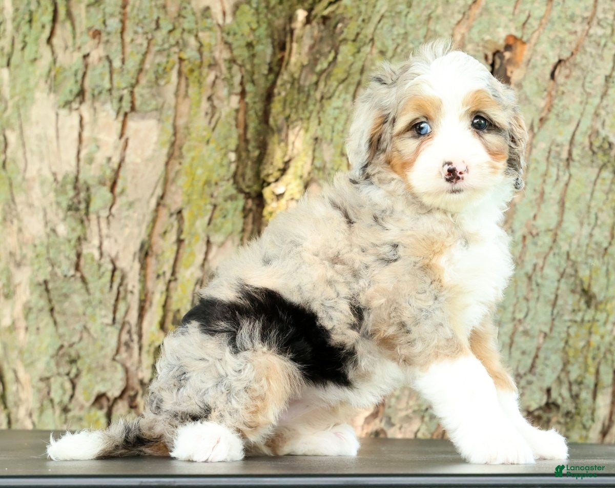 Mini Bernedoodle dogs Beauty - Ad 2