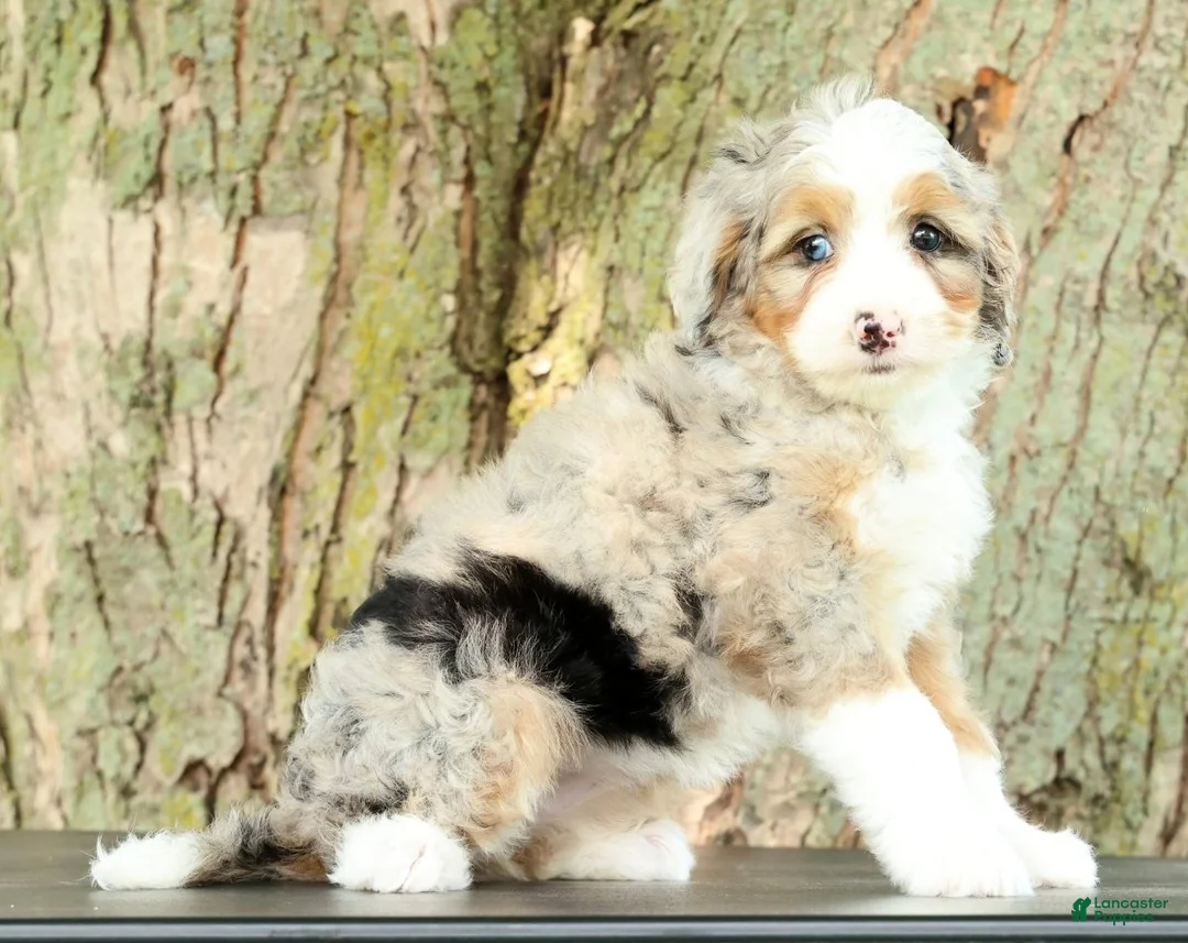 Mini Bernedoodle dogs for sale: Beauty - Ad 2