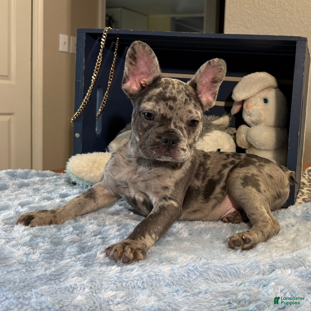 French Bulldog dogs for sale: Calvin - Ad 3