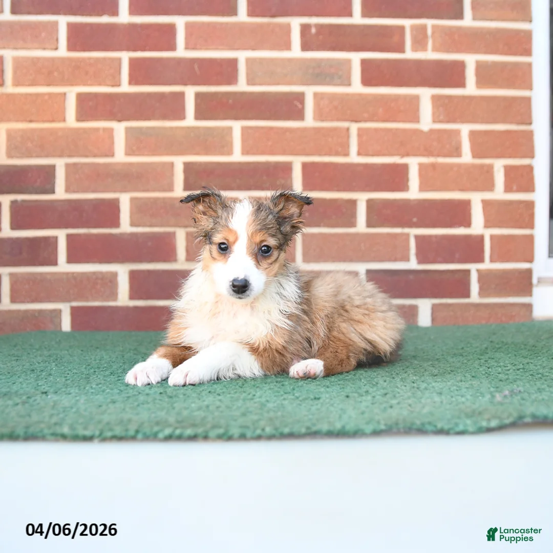 Sheltiedoodle dogs for sale: Petunia - Ad 3