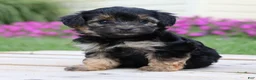 Yorkiepoo dogs for sale: Krissy - Ad 2