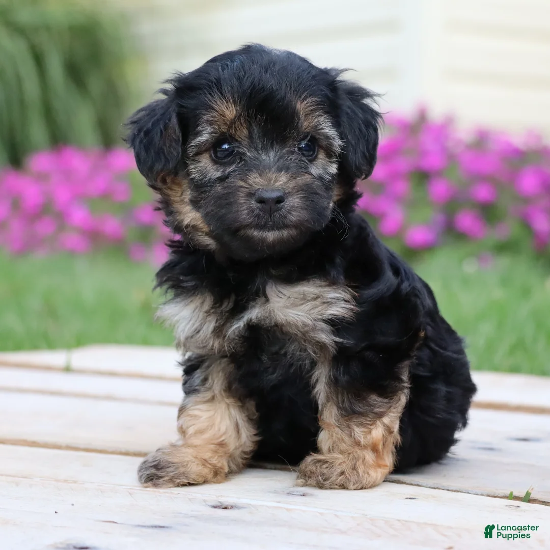Yorkiepoo dogs for sale: Krissy - Ad 2