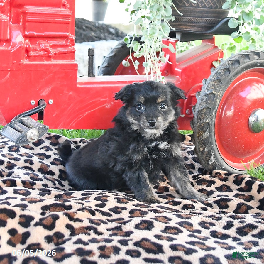 Pomapoo dogs Peanut  - Ad 2