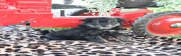 Pomapoo dogs for sale: Peanut  - Ad 2