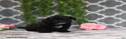 Havapoo dogs for sale: Bill - Ad 4