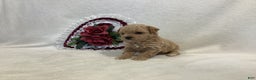 Maltipoo dogs for sale: Crunchy  - Ad 1