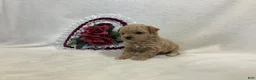 Maltipoo dogs for sale: Crunchy  - Ad 1