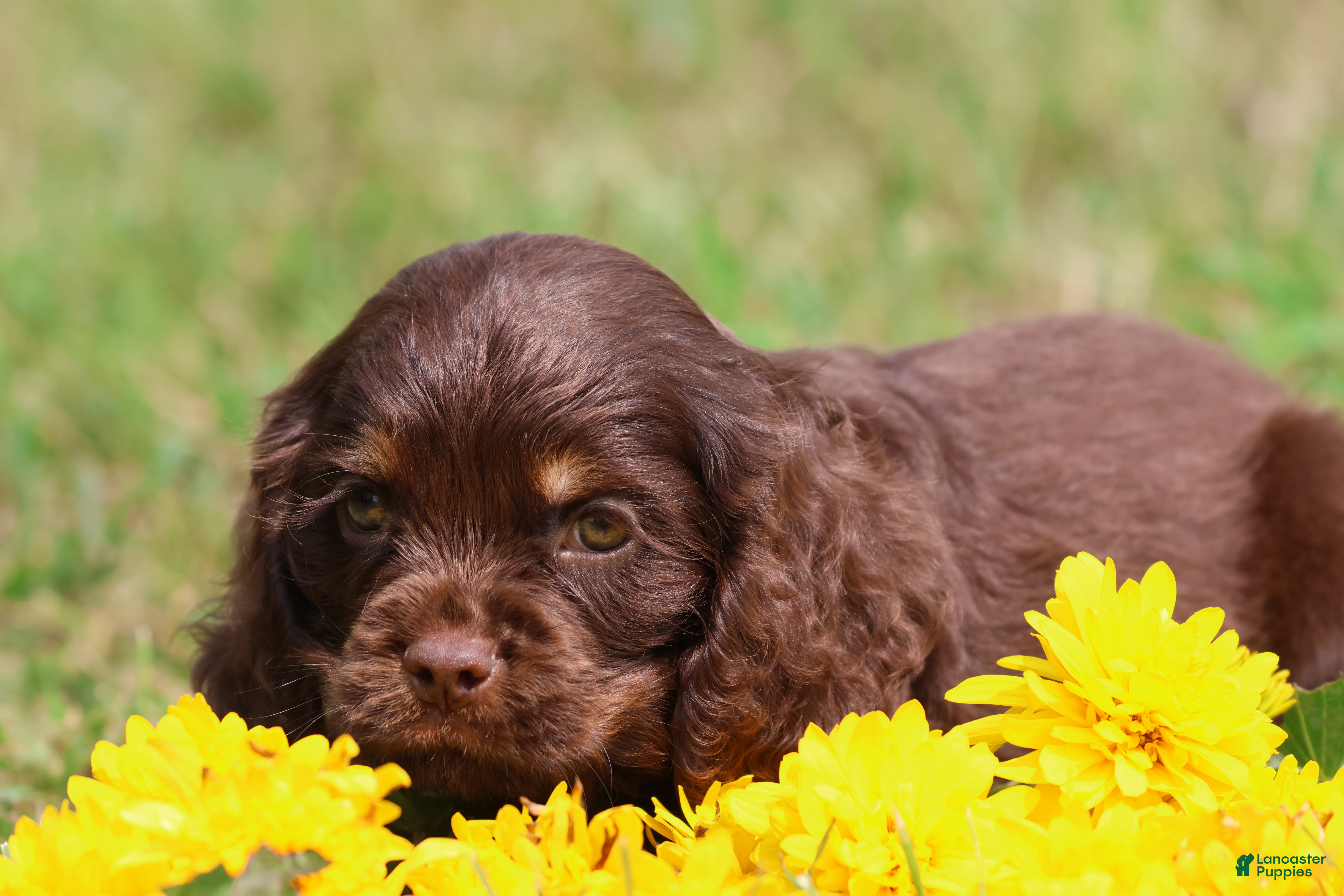 Mixed Breed dogs Archer - Ad 2