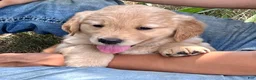 Golden Retriever dogs for sale: Duncan - Ad 5