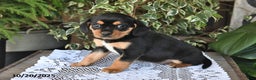 Mixed Breed dogs for sale: Roxie - Ad 2
