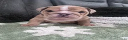 English Bulldog dogs for sale: Dozer  - Ad 2