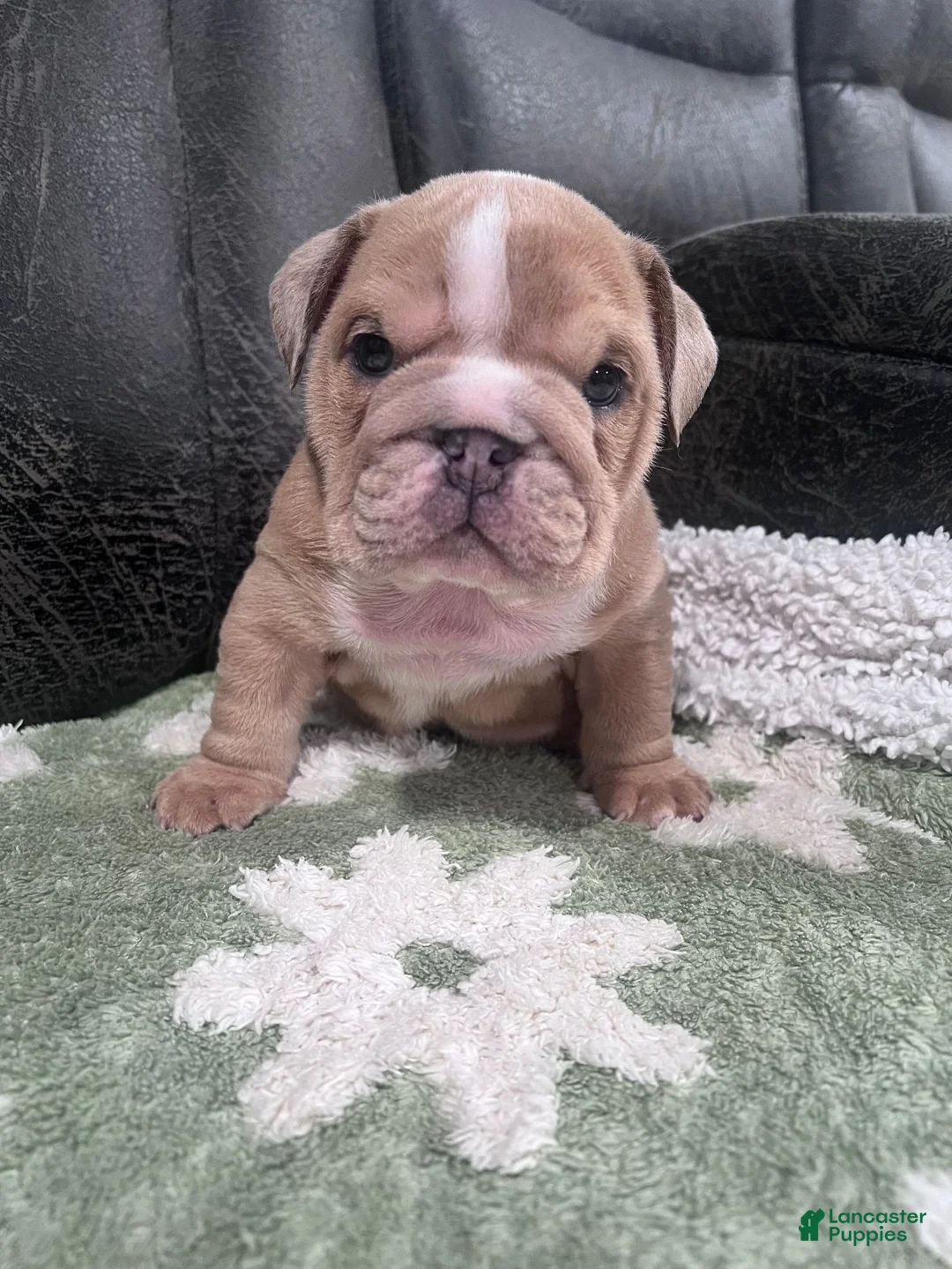 English Bulldog dogs for sale: Dozer  - Ad 2
