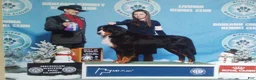 Bernese Mountain Dog dogs for sale: Finn - Ad 10