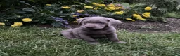 Labrador Retriever dogs for sale: Cole - Ad 6
