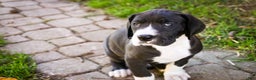 Great Dane dogs for sale: Lilah - Ad 6