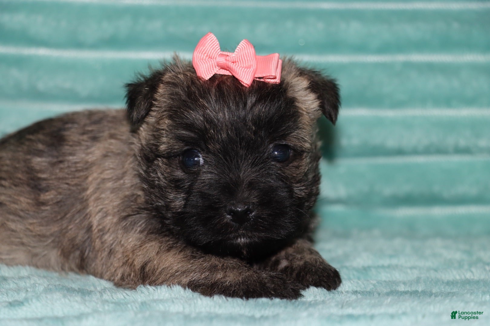 Cairn Terrier dogs Cassidy - Ad 1