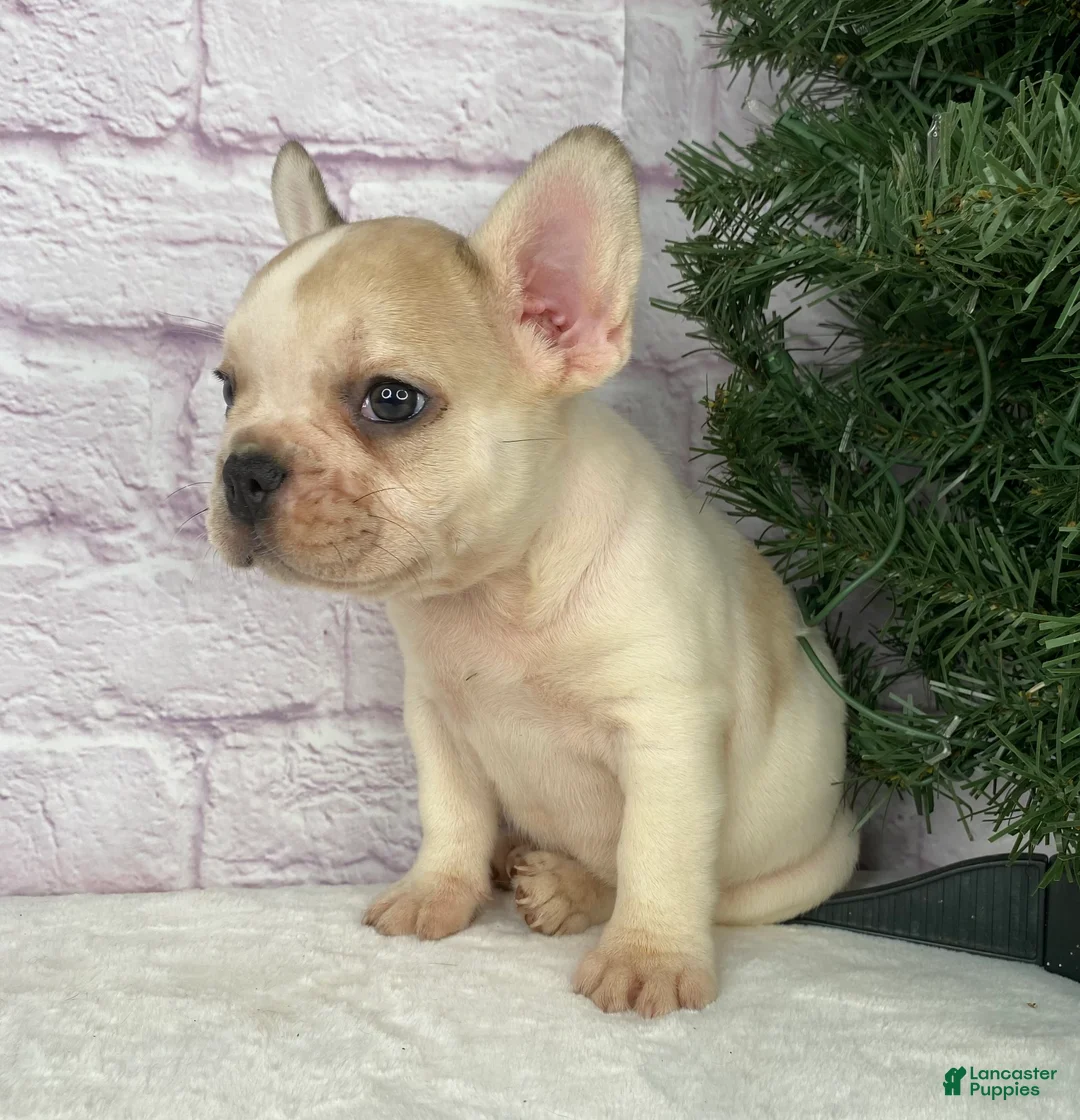 French Bulldog dogs for sale: Rambo  - Ad 4