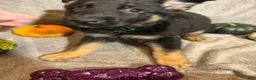 German Shepherd dogs for sale: Emily (Purple Collar Female)  - Ad 8