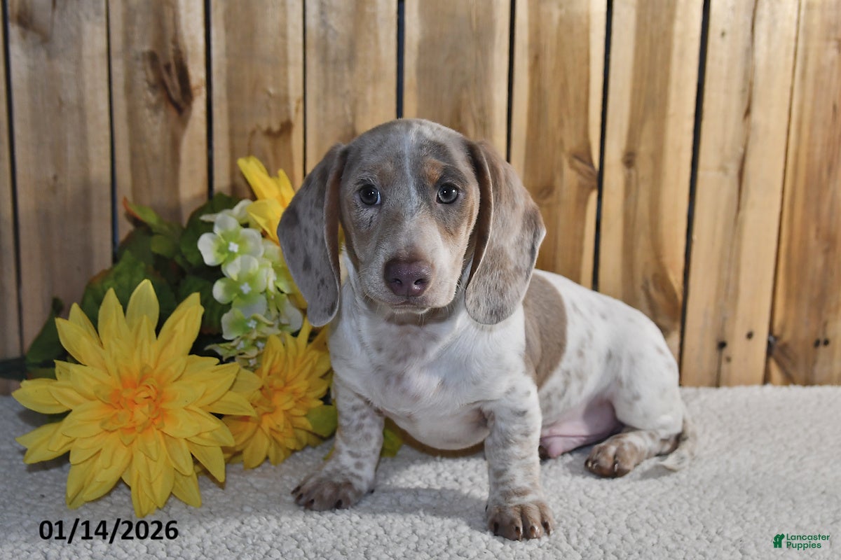 Miniature Dachshund dogs Victor - Ad 23