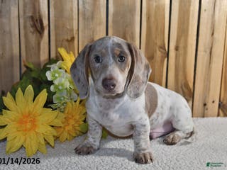 Miniature Dachshund dogs Victor - Ad 37
